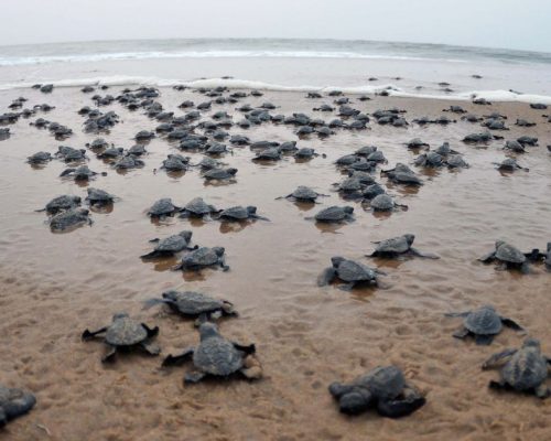 Turtle Breeding Velas Beach